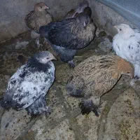 جوجه برهما وسیبرات