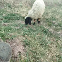 بره نر