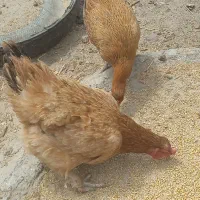 مرغ و خروس محلی ویک ماده ریش زرد