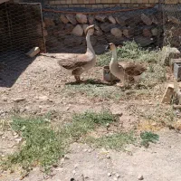 غاز اوکراینی