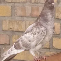 کبوتر|پرنده|مشهد, شهید مطهری|دیوار