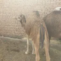 بلبونه نر