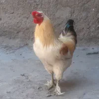 خروس محلی
