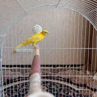 قناری طلایی کشیده بلند