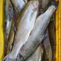 طیور حره
