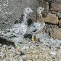یجفت هفترنگ نژادخطی