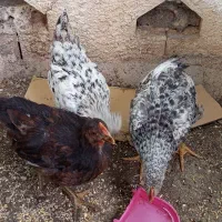 جوجه مرغ محلی