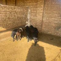 ۷تا بره خوراک خور
