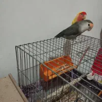 جفت کوتوله برزیلی