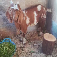 بز پاکستانی خوشکل
