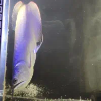 ماهی آوانا .. آکواریوم میز دار