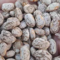 لوبیا چیتی ارتشی کشت بهاره