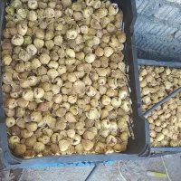 نجیر دیم امسال