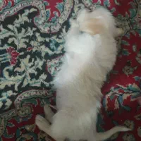 سگ پا کوتاه نر