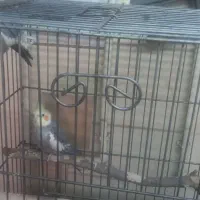 عروس هلندی نر
