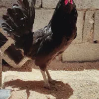 خروس درجه یک