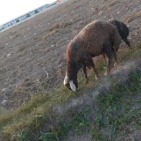 بره نر|حیوانات مزرعه|اردبیل, |دیوار