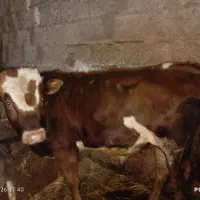 گاو نر مونت بیلیارد