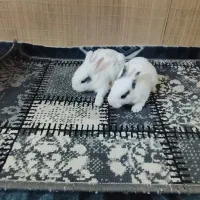 فروش خرگوش