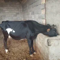 گاو دورگ با دو عدد گوساله نر