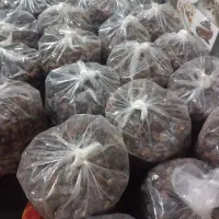 خرما