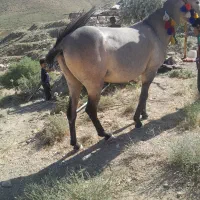 یک قاتر فروشی جوان پنج سال دردورود ی