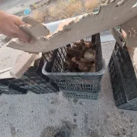 جوجه سلطان