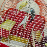 مرغ عشق و دوتا قفس