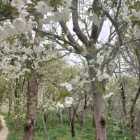 سرایدار باغ