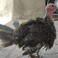 بوقلمون