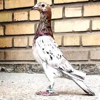 کفتر سرخس ۴تا