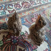 ۲ عدد سهره ، ۱ عدد جوجه مرغ مینا