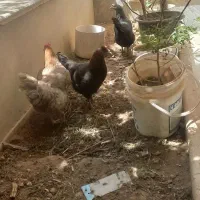 فروش ۳ عدد مرغ بومی ویک مرغ لاری