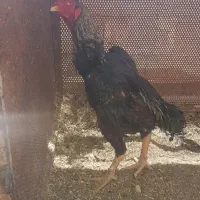 خروس لاری اشامو ۵دانگ