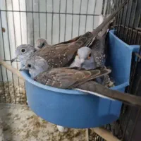 کبوتر الماسی