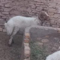 فروش