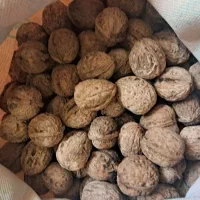 گردو چناران