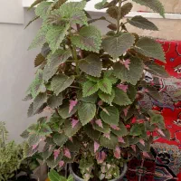 گل اَشک حسن یوسف پاندانوس موسی