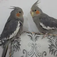 عروس هلندی