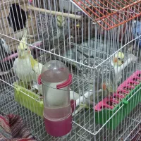 عروس هلندی و مرغ عشق