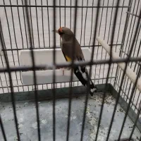 فروش سهره دو رگ جوجه قفس