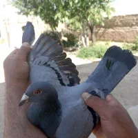 کبوتر پلاکی