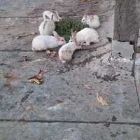خرگوش