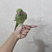 طوطی / ملنگو /سبز