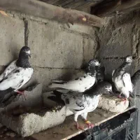 تیدی