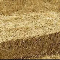 پرس گندم کلش