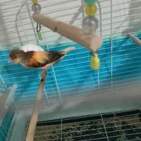 قناری بخون قرص