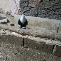 کچکل دم وسفید وکله سفید