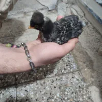 جوجه گلین دو ماهه