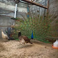 فروش طاووس